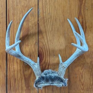Midwest Whitetail Deer Antler Rack Rustic Decor